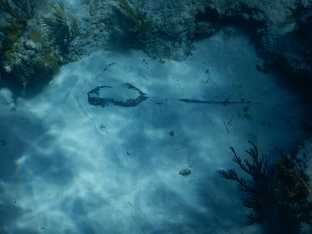 Stingray Exumas