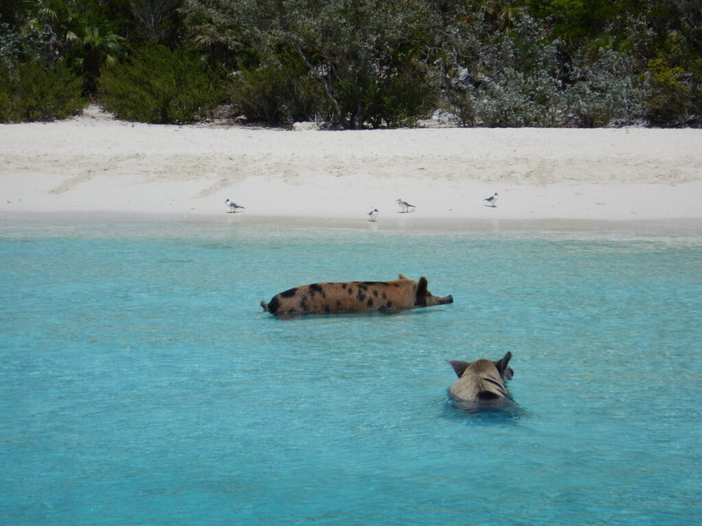 Swimming Piggies Exumas