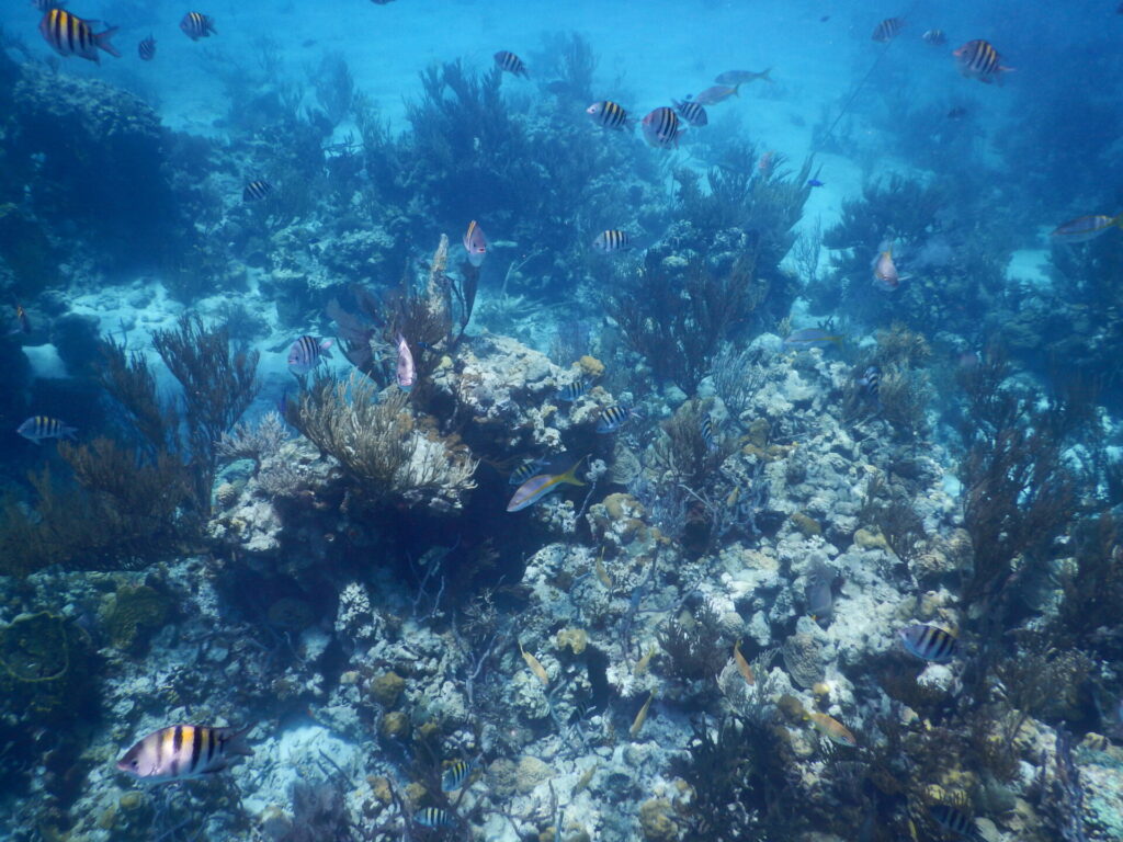 The Aquarium Exuma Bahamas