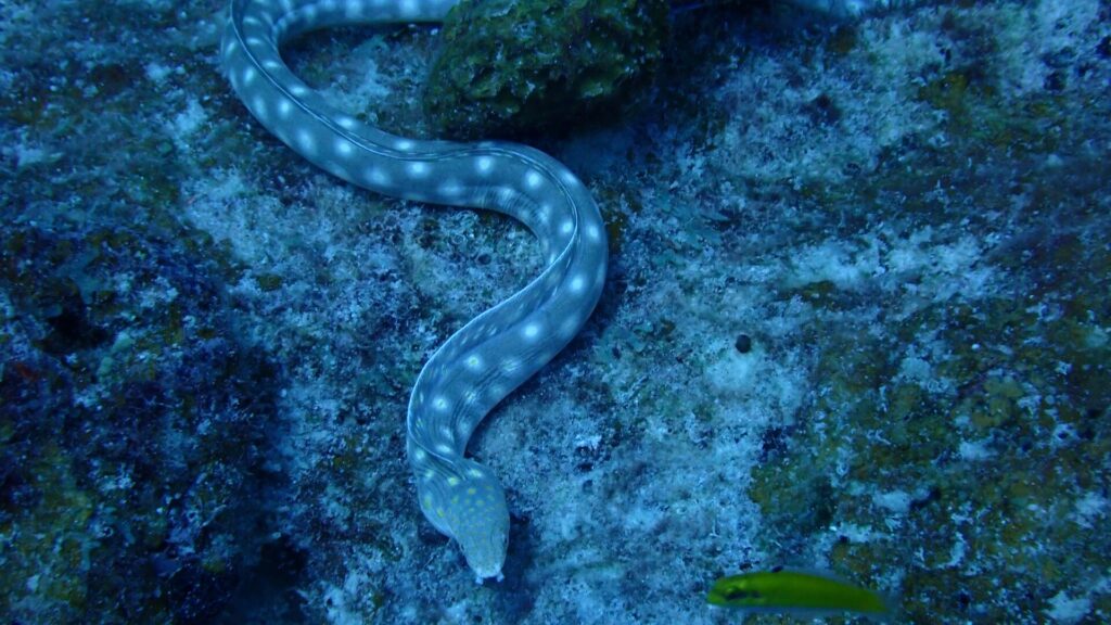 Eel ABC Islands