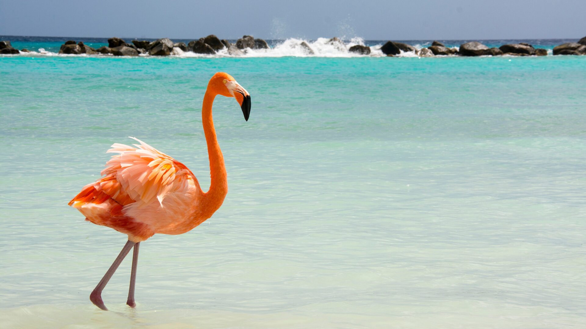 Flamingos ABC Islands