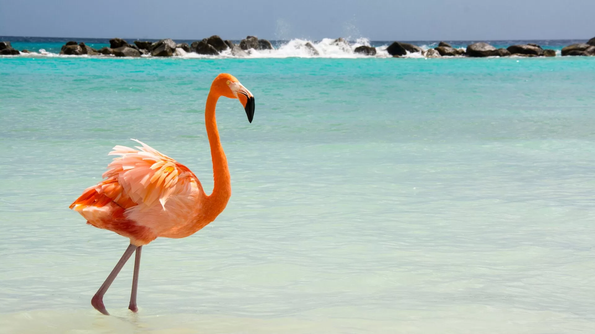 Flamingos ABC Islands