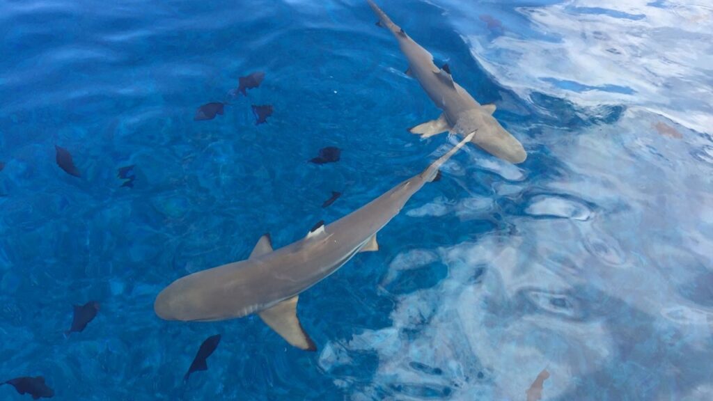 Black Tip Reef Sharks Bora Bora
