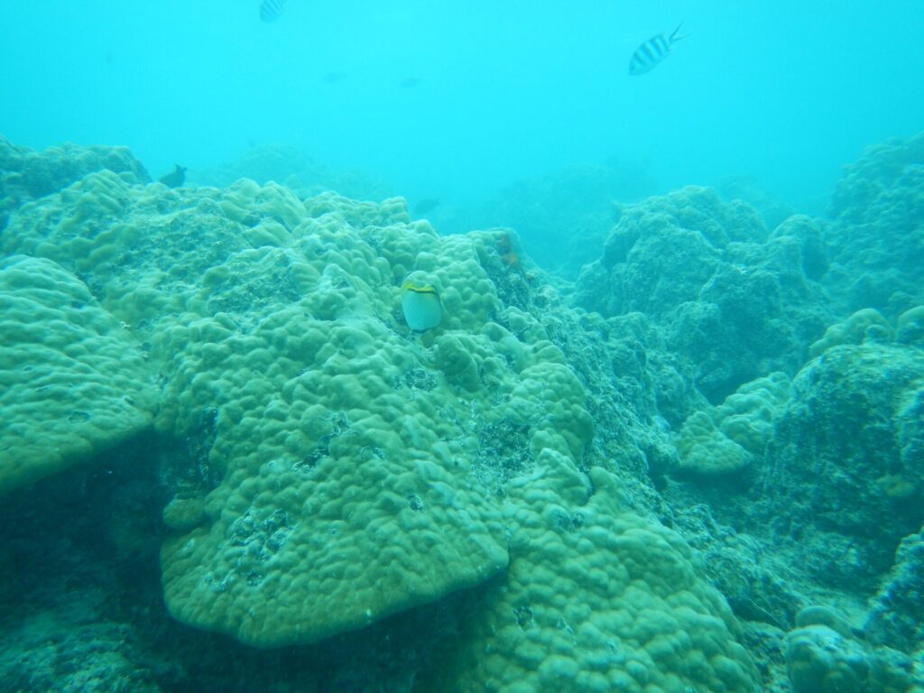 Bora Bora Scuba Coral