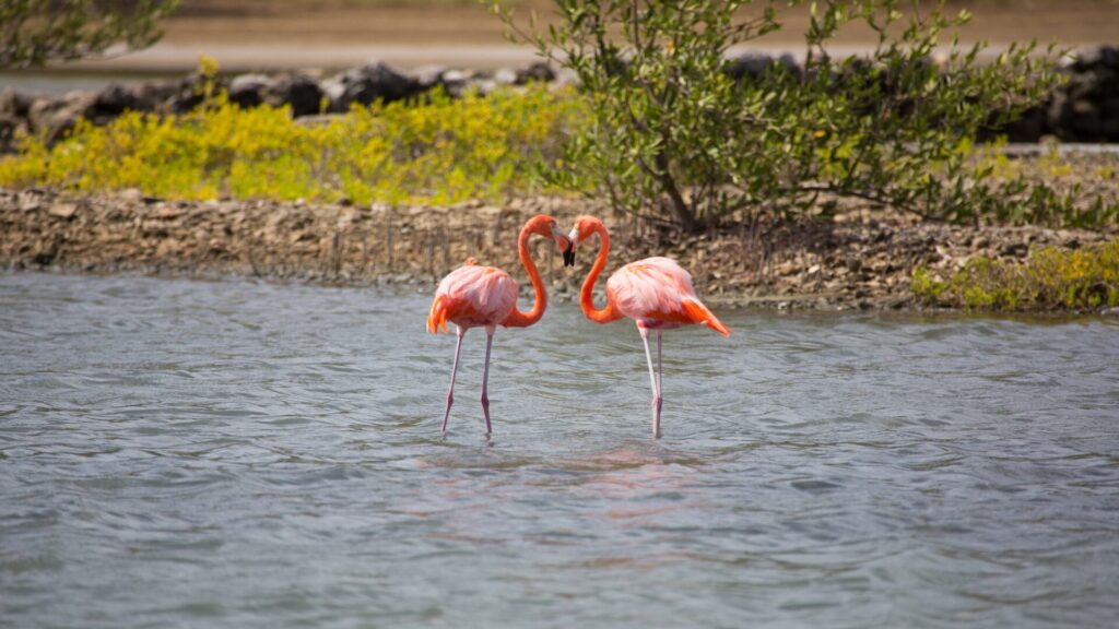 Flamingos Curacao