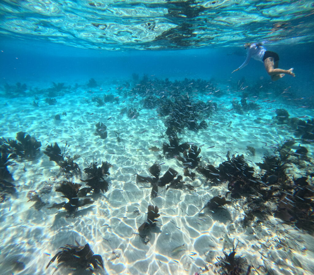 Snorkeling Alligator Reef
