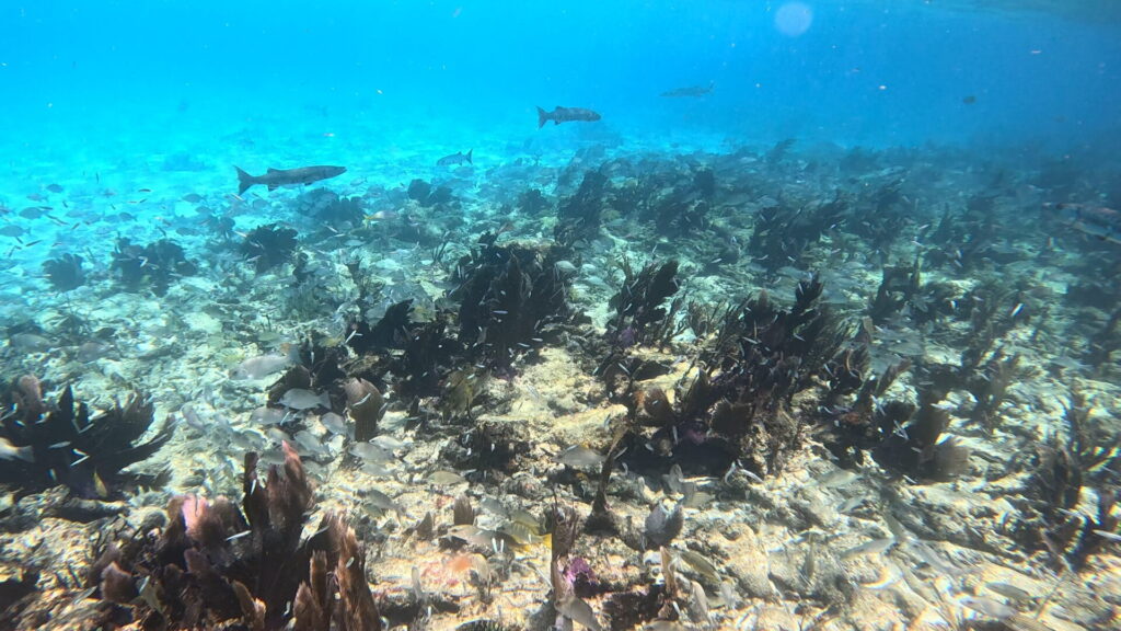 Barracuda Alligator Reef