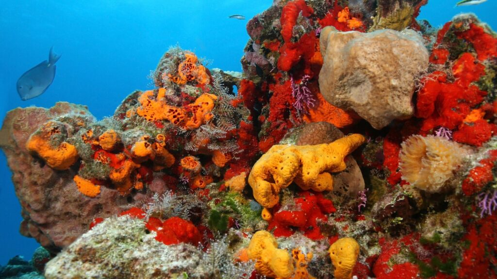 Cozumel Reef