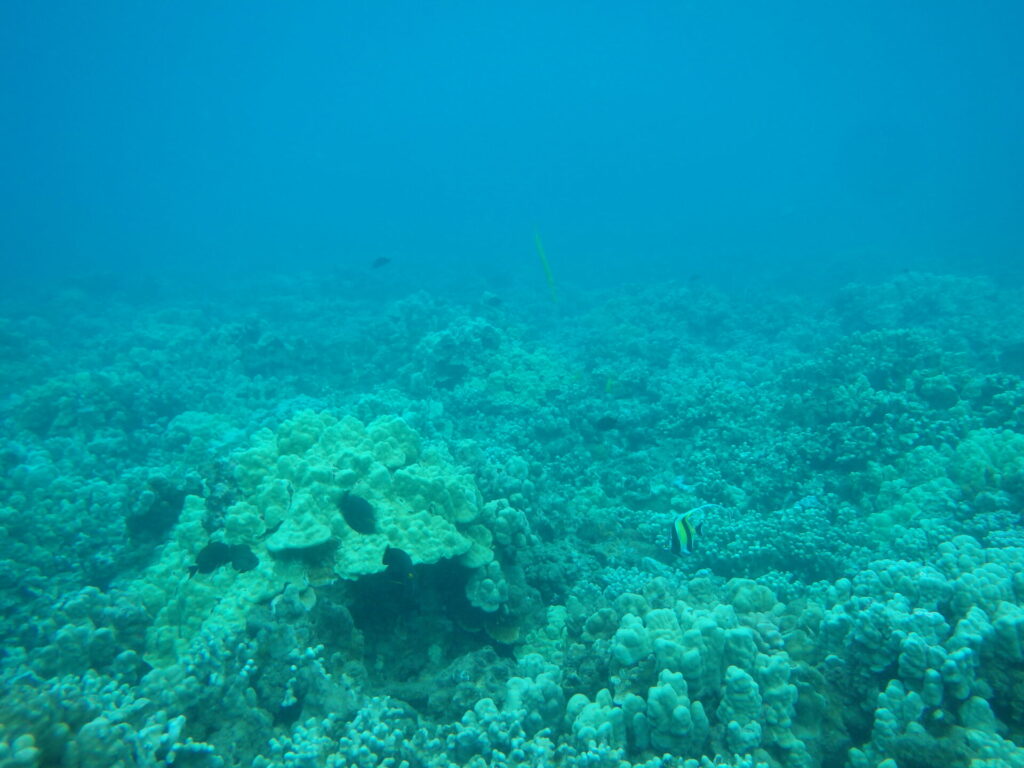Kaanapali Reef Scuba