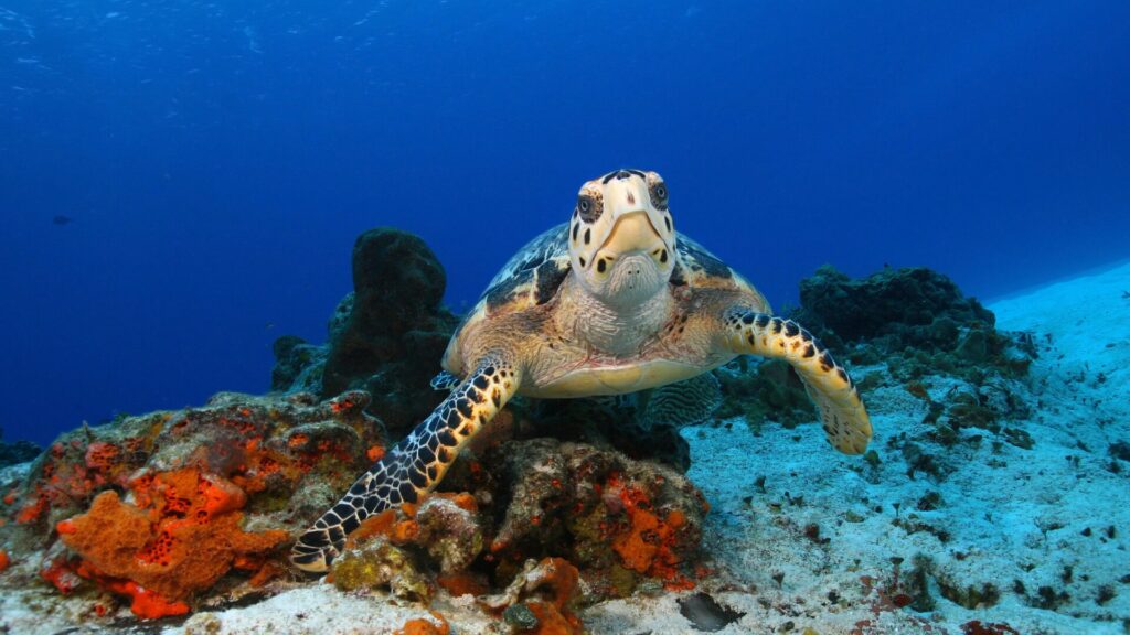Sea Turtle Cozumel