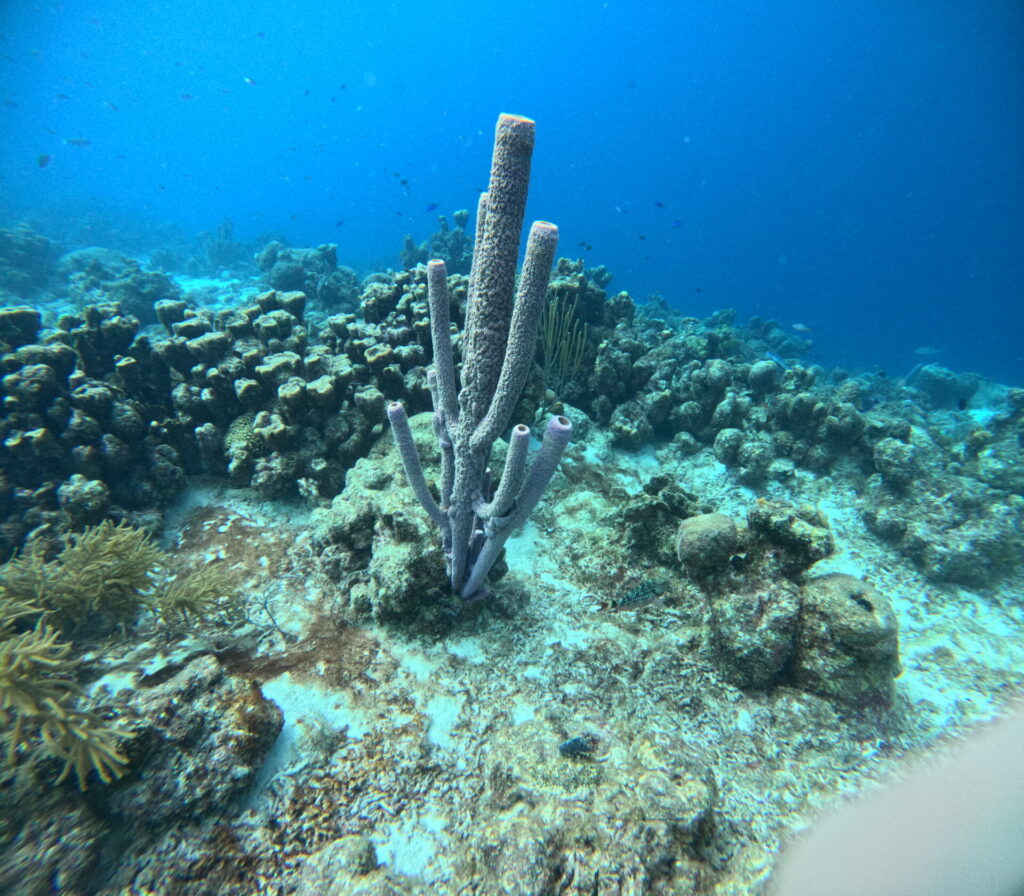 Coral Reef Curacao
