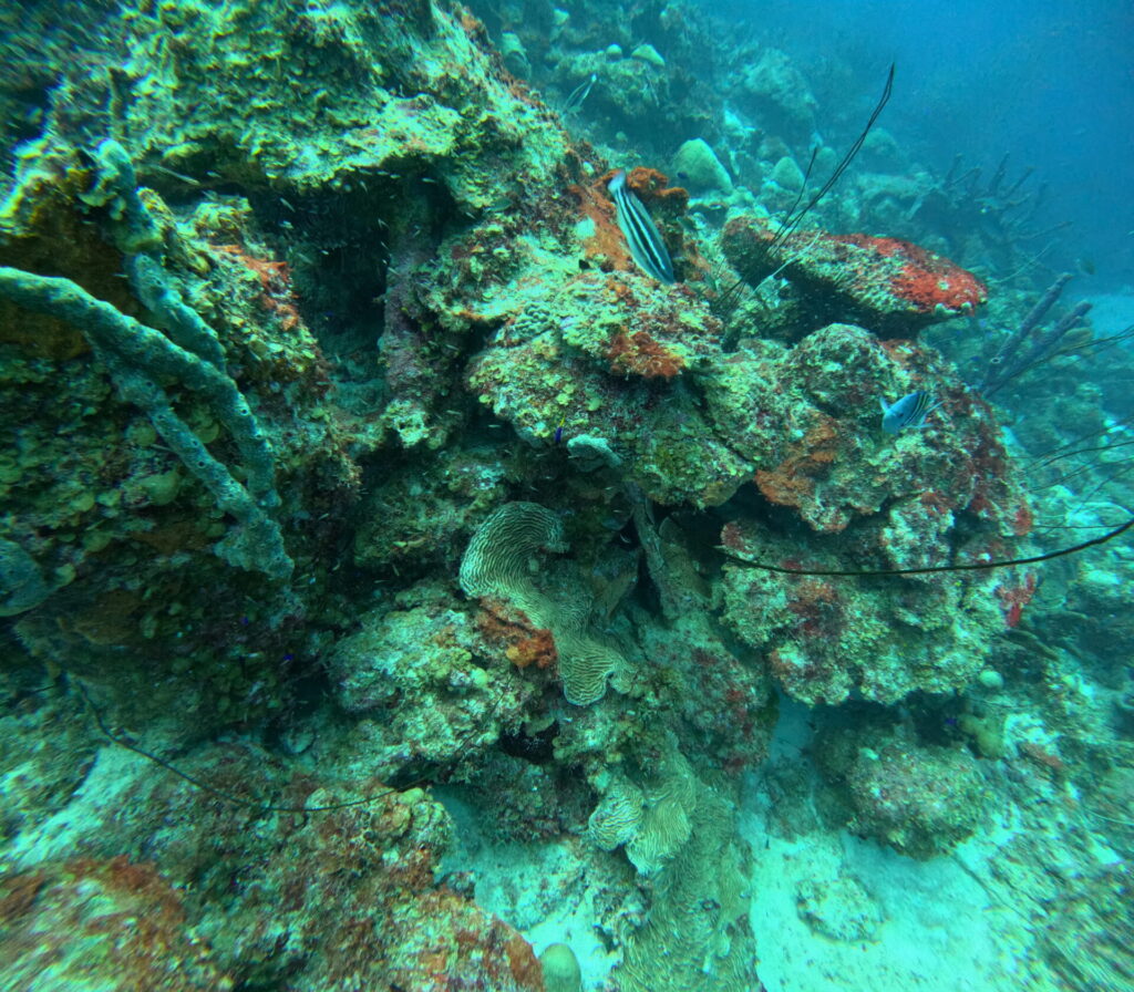 Coral Formations CuracaoCoral Reef Curacao