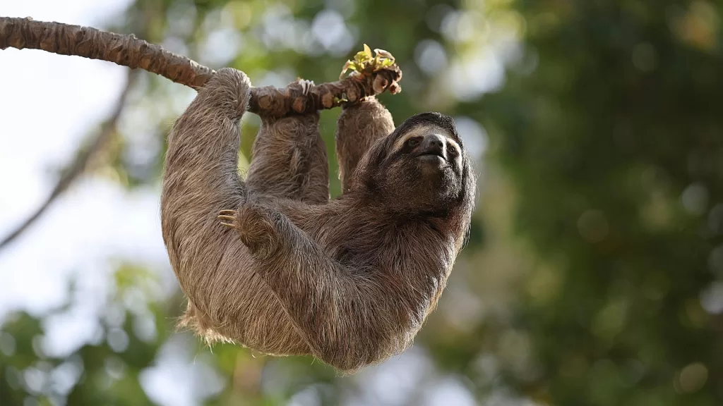 Sloth Costa Rica