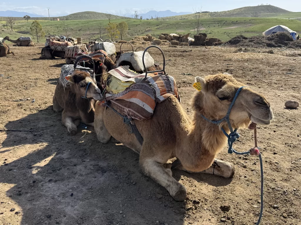 Agafay Desert Camel Ride, Morocco