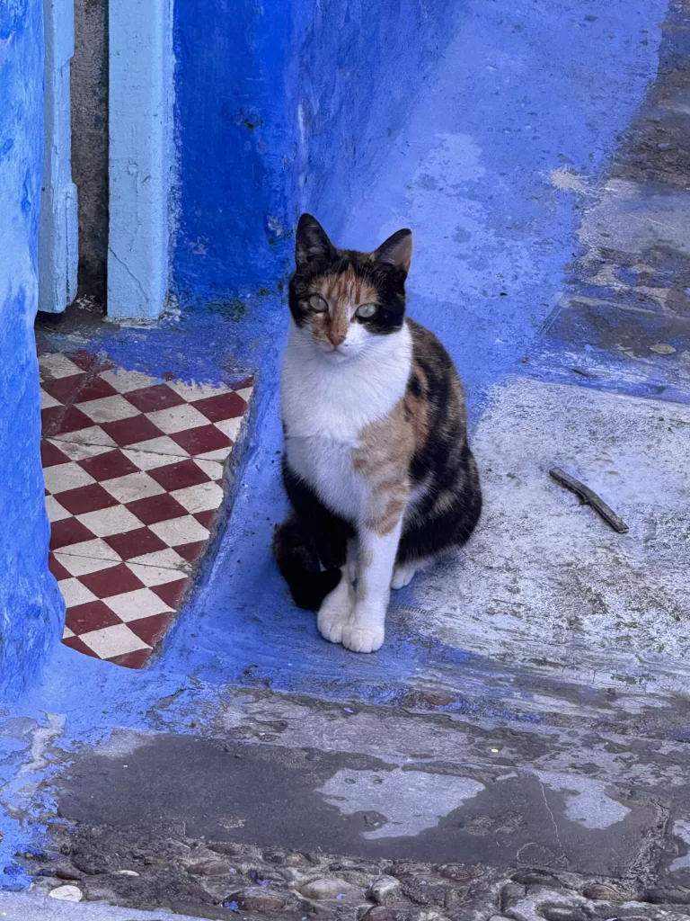Kitty Chefchaouen